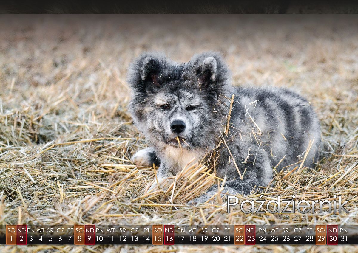 10 Pazdziernik2022 copy